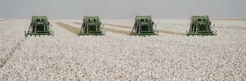 uma operação de colheita mecanizada em uma vasta lavoura de algodão. Quatro colheitadeiras de algodão, de cor
