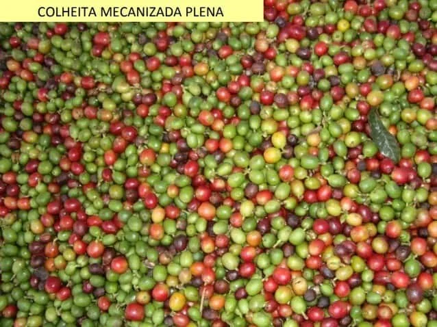 close-up de uma grande quantidade de frutos de café recém-colhidos, resultado de uma ‘colheita mecanizada p