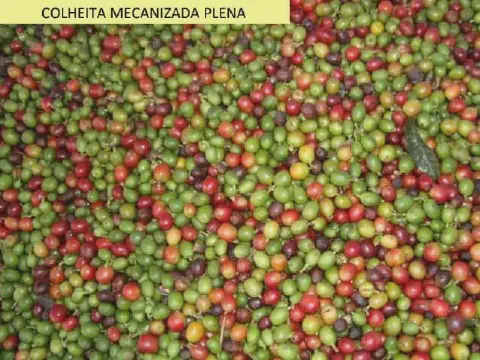 close-up de uma grande quantidade de frutos de café recém-colhidos, resultado de uma 'colheita mecanizada p