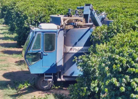 colhedora de café mecanizada, modelo P1000 da marca Pinhalense, em plena atividade em uma lavoura. O maqu