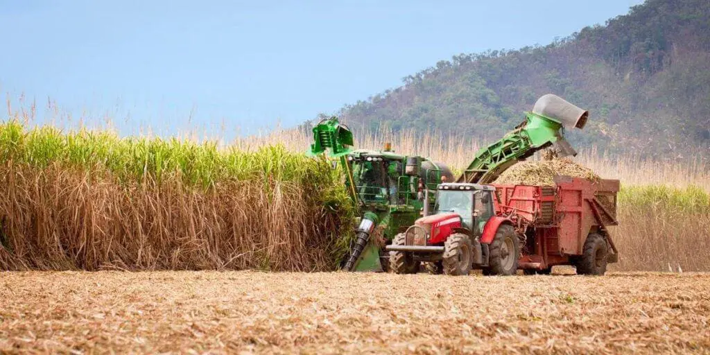 Colheita Mecanizada de Cana: Gestão e Eficiência no Campo operação de colheita mecanizada de cana-de-açúcar em plena luz do dia. Em primeiro plano, vemos o solo c