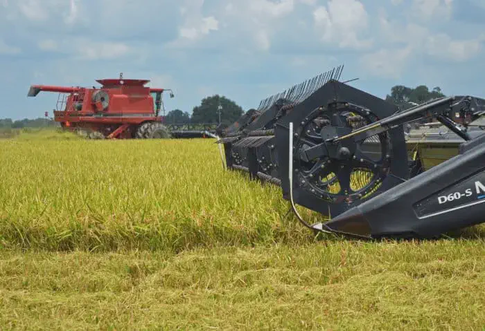 Colheita Mecanizada de Grãos: Tecnologia e Eficiência no Campo cena de colheita mecanizada em uma extensa lavoura de grãos, provavelmente arroz, em ponto de maturação,