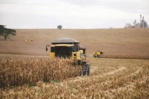 cena de colheita mecanizada em larga escala em uma vasta lavoura de grãos, provavelmente milho, com a pa