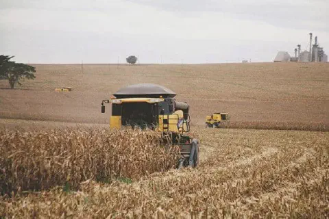 cena de colheita mecanizada em larga escala em uma vasta lavoura de grãos, provavelmente milho, com a pa