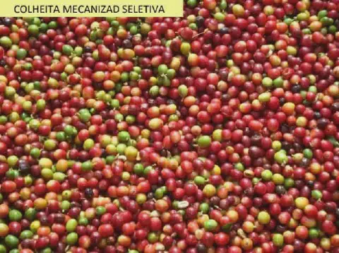 close-up de uma grande quantidade de grãos de café recém-colhidos, conhecidos como café cereja. Os frutos a