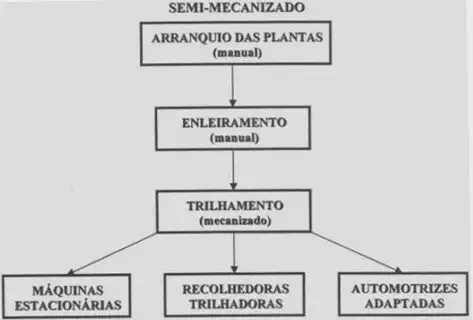fluxograma que detalha as etapas de um processo de colheita agrícola na modalidade semi-mecanizada. O diagr