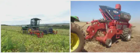 composição de duas cenas distintas de colheita agrícola. À esquerda, uma colheitadeira automotriz de cor verde