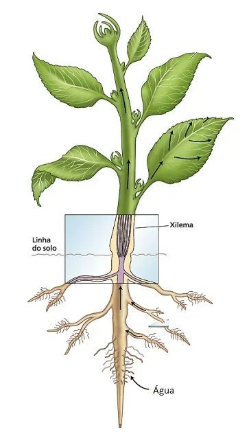 Como as plantas absorvem água e nutrientes do solo ilustração didática que detalha o processo de absorção e transporte de água em uma planta. Ela mostra a estrut