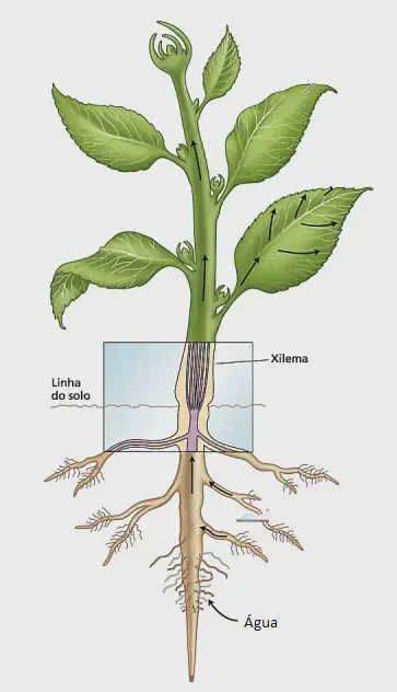 ilustração didática que detalha o processo de absorção e transporte de água em uma planta. Ela mostra a estrut