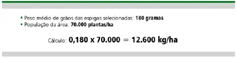 exemplo prático de como realizar o cálculo de estimativa de produtividade de uma lavoura, provavelmente de