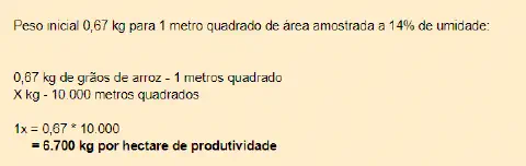 exemplo prático de como calcular a produtividade de uma lavoura de arroz por hectare. O cálculo parte de um