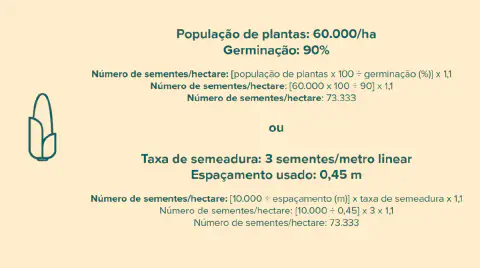 infográfico educacional que demonstra duas maneiras distintas de calcular o número de sementes necessár