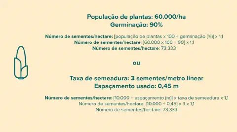 infográfico educacional que demonstra duas maneiras distintas de calcular o número de sementes necessár