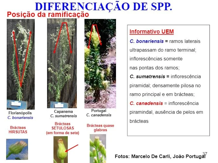 infográfico educacional que compara três espécies de plantas daninhas do gênero Conyza, popularmente conhecidas