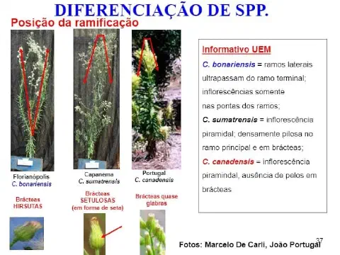 infográfico educacional que compara três espécies de plantas daninhas do gênero Conyza, popularmente conhecidas