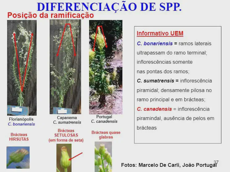 infográfico educacional que compara três espécies de plantas daninhas do gênero Conyza, popularmente conhecidas