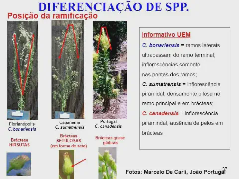 infográfico educacional que compara três espécies de plantas daninhas do gênero Conyza, popularmente conhecidas