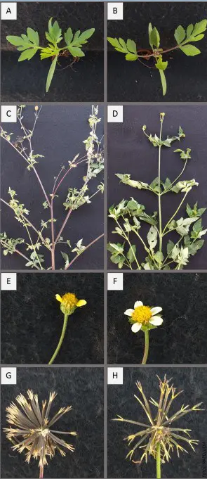 Como Diferenciar Picão-Preto e Picão-Branco: Guia Visual painel comparativo que ilustra as diferenças morfológicas entre duas espécies de plantas daninhas, provavelment