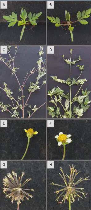 painel comparativo que ilustra as diferenças morfológicas entre duas espécies de plantas daninhas, provavelmente
