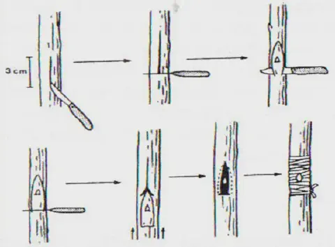 diagrama técnico que ilustra o passo a passo do método de enxertia por borbulhia em T, uma técnica comum de pro