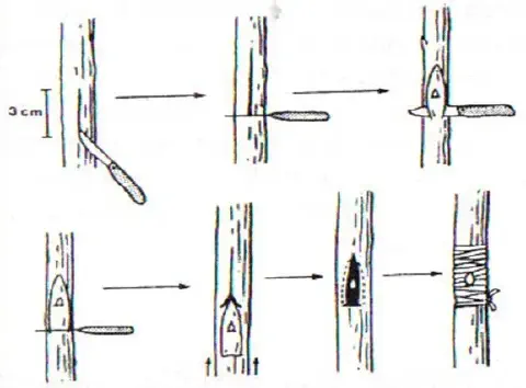 diagrama técnico que ilustra o passo a passo do método de enxertia por borbulhia em T, uma técnica comum de pro