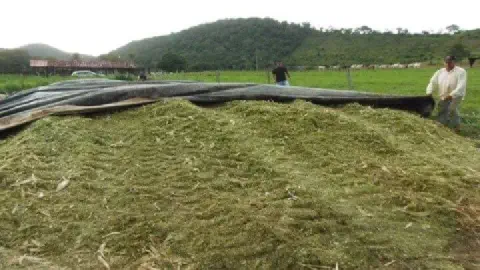cena de trabalho em uma propriedade rural, focada no processo de produção de silagem de superfície. Em p
