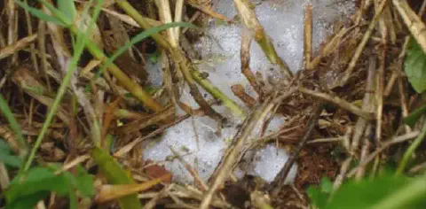 close-up da base de uma pastagem, mostrando caules de gramíneas verdes e secas misturados com palha no solo