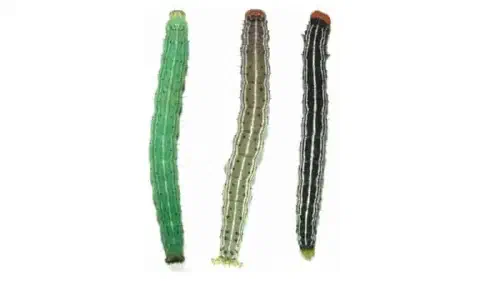 três lagartas da espécie Spodoptera frugiperda, conhecida como lagarta-do-cartucho, destacando sua notável var