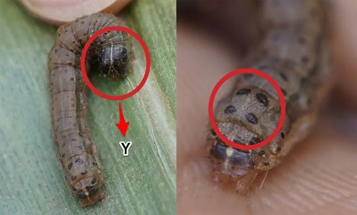 Como Identificar a Lagarta-do-Cartucho: Guia Visual guia visual composto, projetado para auxiliar na identificação da lagarta-do-cartucho (Spodoptera frugiperda),