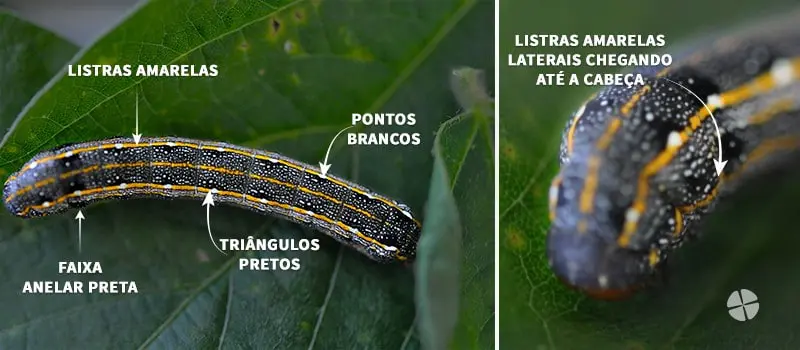 Como Identificar a Lagarta-do-Cartucho: Guia Visual infográfico detalhado, dividido em dois painéis, que serve como um guia visual para a identificação de uma espé