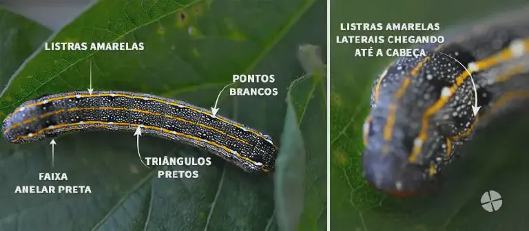Como Identificar a Lagarta-do-Cartucho: Guia Visual infográfico detalhado, dividido em dois painéis, que serve como um guia visual para a identificação de uma espé