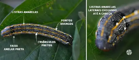 infográfico detalhado, dividido em dois painéis, que serve como um guia visual para a identificação de uma espé
