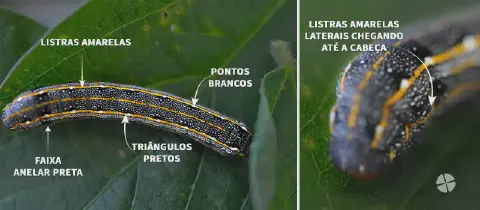 infográfico detalhado, dividido em dois painéis, que serve como um guia visual para a identificação de uma espé