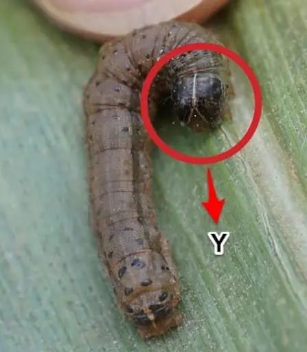 close-up detalhado de uma lagarta-do-cartucho (Spodoptera frugiperda) sobre uma folha de planta, provavelme