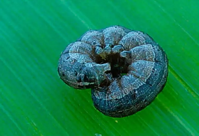 uma fotografia macro de uma lagarta, provavelmente a lagarta-do-cartucho (Spodoptera frugiperda), uma praga ag