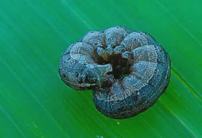 Como Identificar a Lagarta-do-Cartucho na Lavoura uma fotografia macro de uma lagarta, provavelmente a lagarta-do-cartucho (Spodoptera frugiperda), uma praga ag