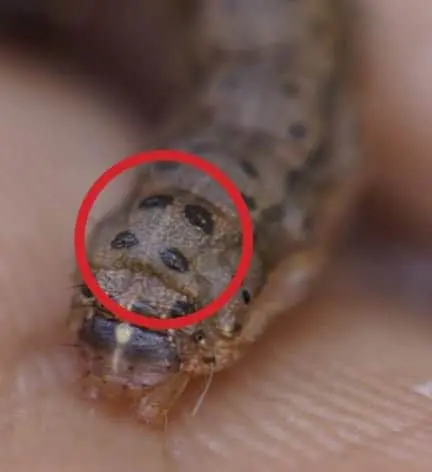 uma fotografia macro de uma lagarta, especificamente a lagarta-do-cartucho (Spodoptera frugiperda), uma das pr