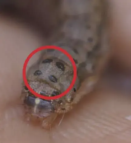 uma fotografia macro de uma lagarta, especificamente a lagarta-do-cartucho (Spodoptera frugiperda), uma das pr