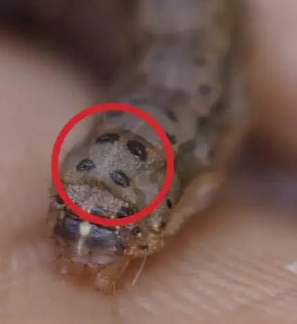 uma fotografia macro de uma lagarta, especificamente a lagarta-do-cartucho (Spodoptera frugiperda), uma das pr