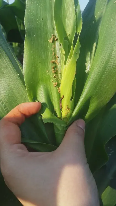 close-up do cartucho de uma planta de milho, com as folhas sendo abertas pela mão de uma pessoa, provavelme
