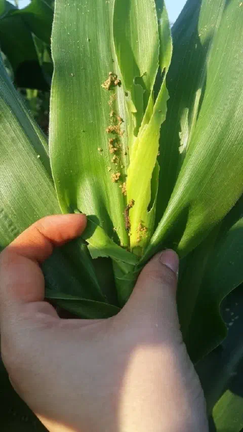 close-up do cartucho de uma planta de milho, com as folhas sendo abertas pela mão de uma pessoa, provavelme