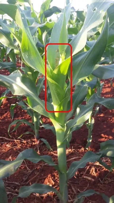 close-up de uma planta jovem de milho em um campo de solo avermelhado. O foco principal, destacado por um r