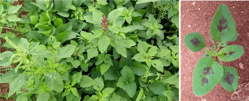 composição de duas fotografias que ilustram a planta daninha conhecida como caruru (gênero Amaranthus). À esqu