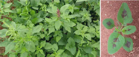composição de duas fotografias que ilustram a planta daninha conhecida como caruru (gênero Amaranthus). À esqu