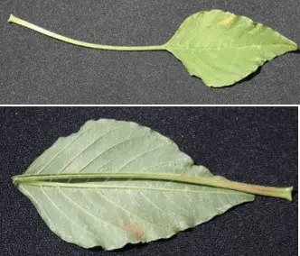 composição de duas fotografias que exibem uma folha de planta, provavelmente da espécie Amaranthus (conhecida