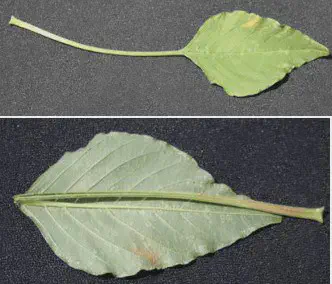composição de duas fotografias que exibem uma folha de planta, provavelmente da espécie Amaranthus (conhecida