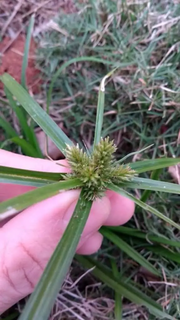 Como Identificar a Planta Daninha Tiririca na Lavoura close-up da mão de uma pessoa segurando a inflorescência de uma planta daninha, popularmente conhecida como