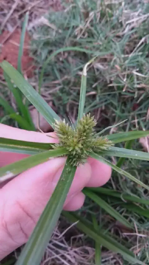 close-up da mão de uma pessoa segurando a inflorescência de uma planta daninha, popularmente conhecida como