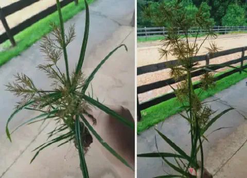 composição de duas fotos que mostram em detalhe a planta daninha conhecida como tiririca (provavelmente do gên