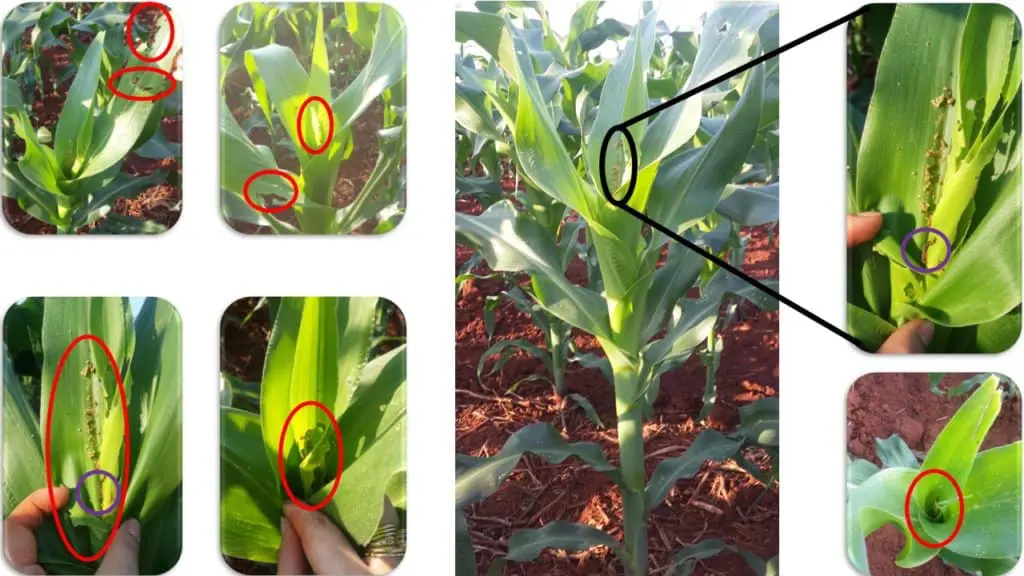 composição fotográfica que ilustra os danos causados pela lagarta-do-cartucho (Spodoptera frugiperda) em plant